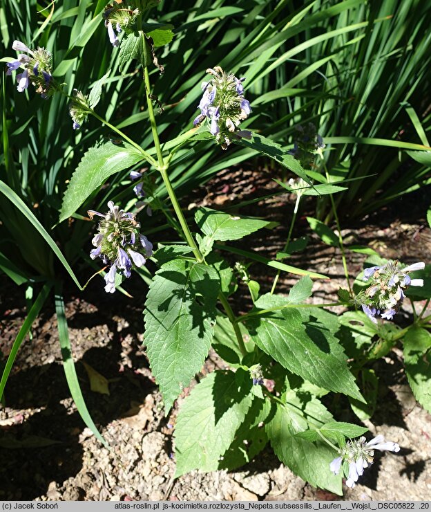 Nepeta subsessilis Laufen