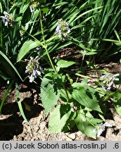 Nepeta subsessilis Laufen