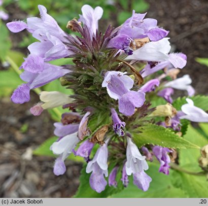 Nepeta subsessilis (kocimiętka rozłożysta)