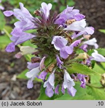 Nepeta subsessilis (kocimiętka rozłożysta)