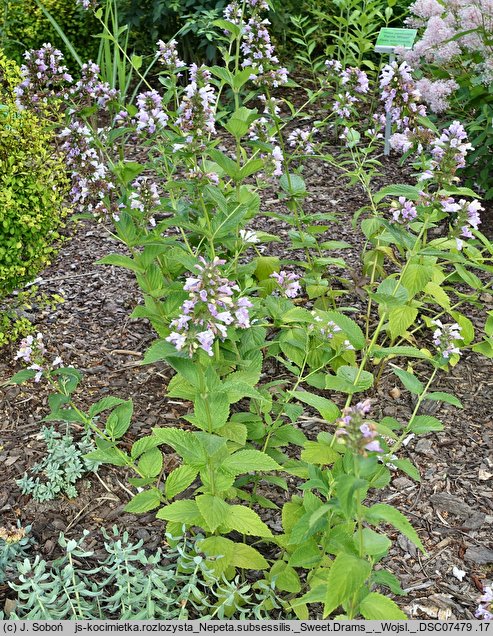 Nepeta subsessilis Sweet Dreams