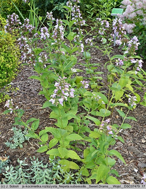 Nepeta subsessilis (kocimiętka rozłożysta)