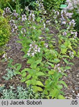 Nepeta subsessilis Sweet Dreams