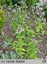 Nepeta subsessilis (kocimiętka rozłożysta)