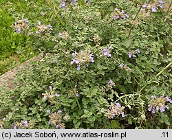 Nepeta grandiflora