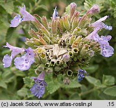 Nepeta grandiflora