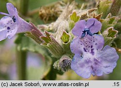 Nepeta grandiflora