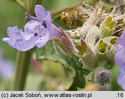 Nepeta grandiflora