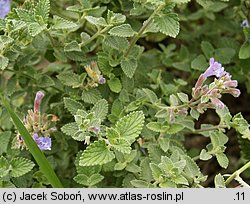 Nepeta grandiflora