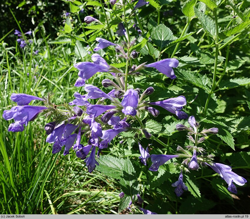 Nepeta Blue Dragon