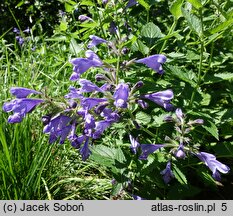 Nepeta Blue Dragon