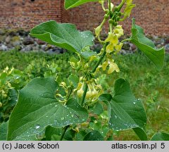 Aristolochia clematitis (kokornak powojnikowy)