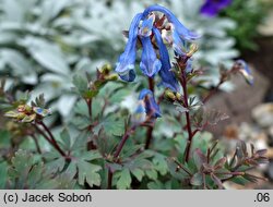 Corydalis flexuosa (kokorycz pogięta)