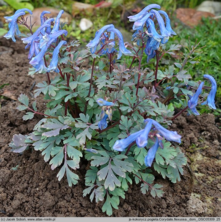 Corydalis flexuosa (kokorycz pogięta)