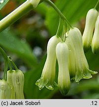 Polygonatum multiflorum