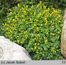 Corydalis lutea (kokorycz żółta)