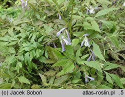 Corydalis temulifolia Chocolate Stars
