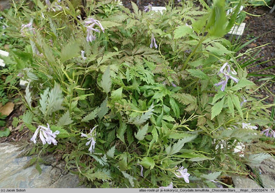 Corydalis temulifolia Chocolate Stars