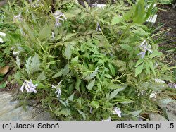 Corydalis temulifolia Chocolate Stars