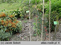 Polygonatum kingianum (kokoryczka Kinga)