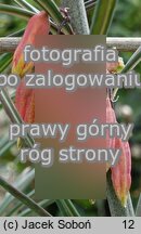 Polygonatum kingianum (kokoryczka Kinga)