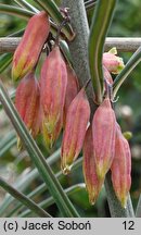 Polygonatum kingianum (kokoryczka Kinga)