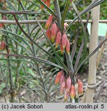 Polygonatum kingianum (kokoryczka Kinga)