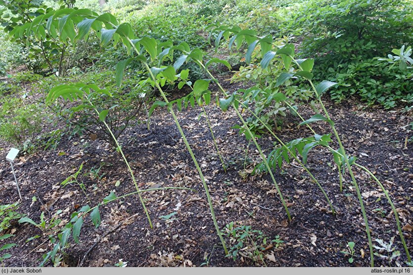 Polygonatum biflorum Giganteum