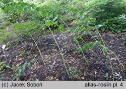 Polygonatum biflorum Giganteum