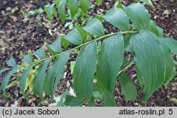 Polygonatum biflorum Giganteum