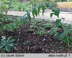 Polygonatum biflorum Giganteum