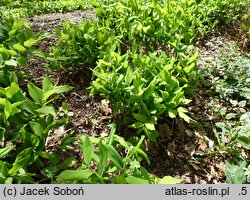 Polygonatum glaberrimum (kokoryczka gładka)