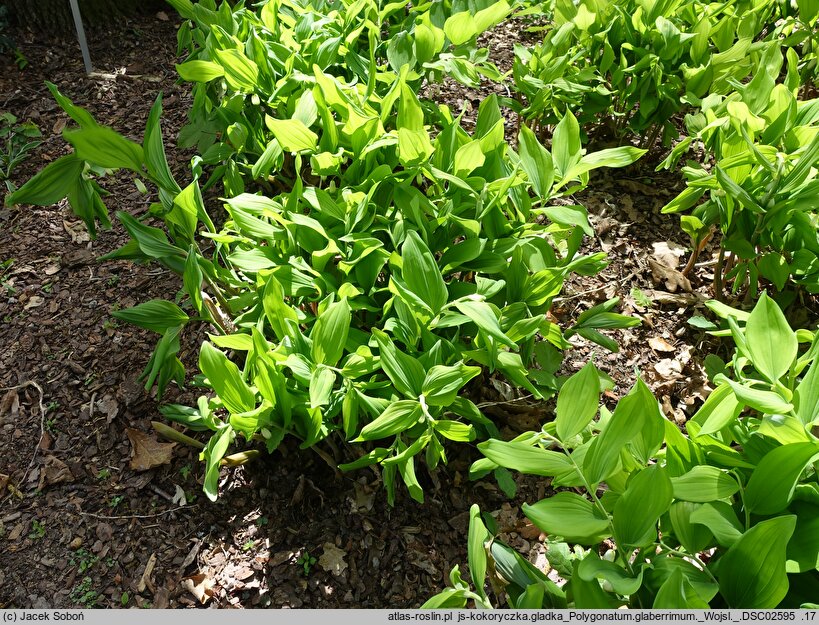 Polygonatum glaberrimum (kokoryczka gładka)
