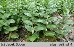 Polygonatum humile (kokoryczka niska)