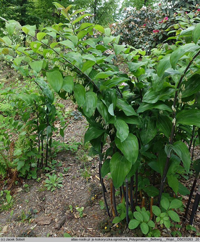 Polygonatum Betberg