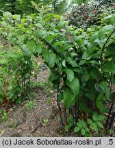 Polygonatum Betberg
