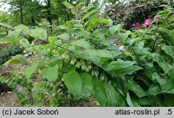 Polygonatum Betberg