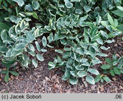 Polygonatum Striatum