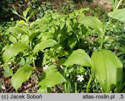 Polygonatum hirtum (kokoryczka szerokolistna)