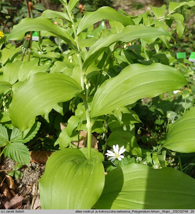 Polygonatum hirtum (kokoryczka szerokolistna)