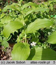 Polygonatum hirtum (kokoryczka szerokolistna)