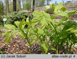 Polygonatum hirtum (kokoryczka szerokolistna)