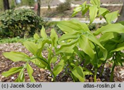 Polygonatum hirtum (kokoryczka szerokolistna)