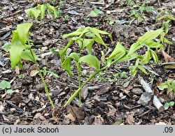 Polygonatum hirtum (kokoryczka szerokolistna)