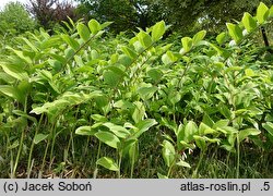 Polygonatum falcatum Variegatum