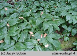 Polygonatum latifolium (kokoryczka szerokolistna)