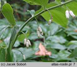 Polygonatum latifolium (kokoryczka szerokolistna)