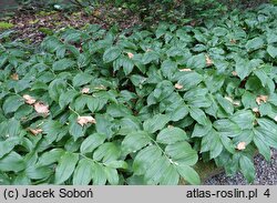 Polygonatum latifolium (kokoryczka szerokolistna)