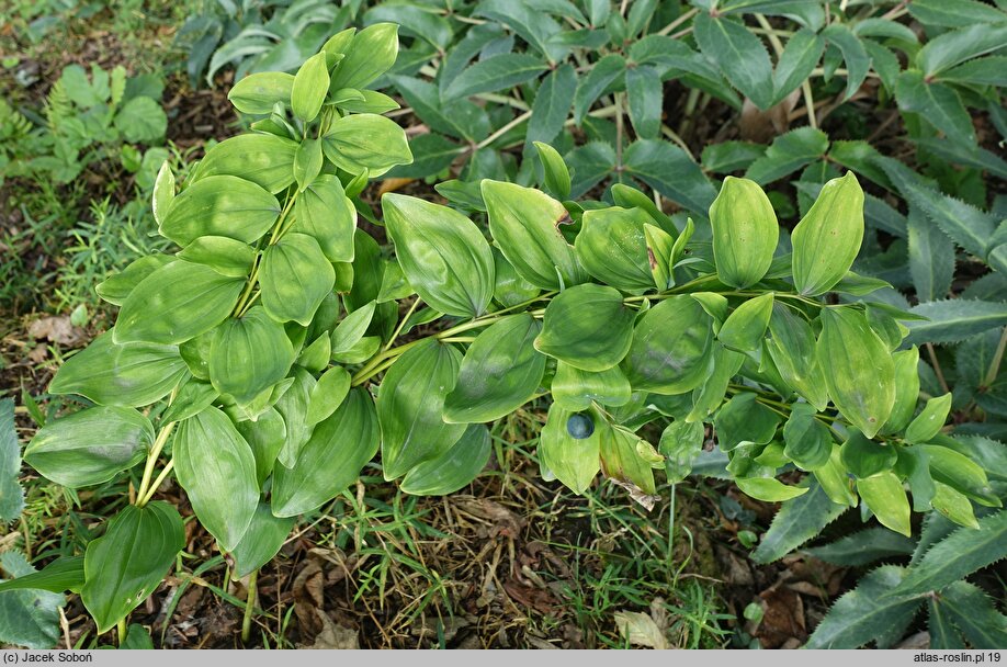 Polygonatum multiflorum Ramosum