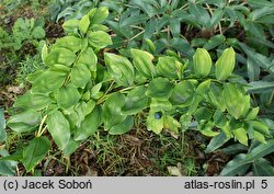 Polygonatum multiflorum Ramosum